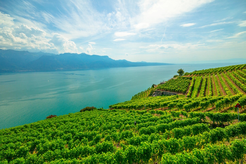 Lausanne Lavaux wijngaarden