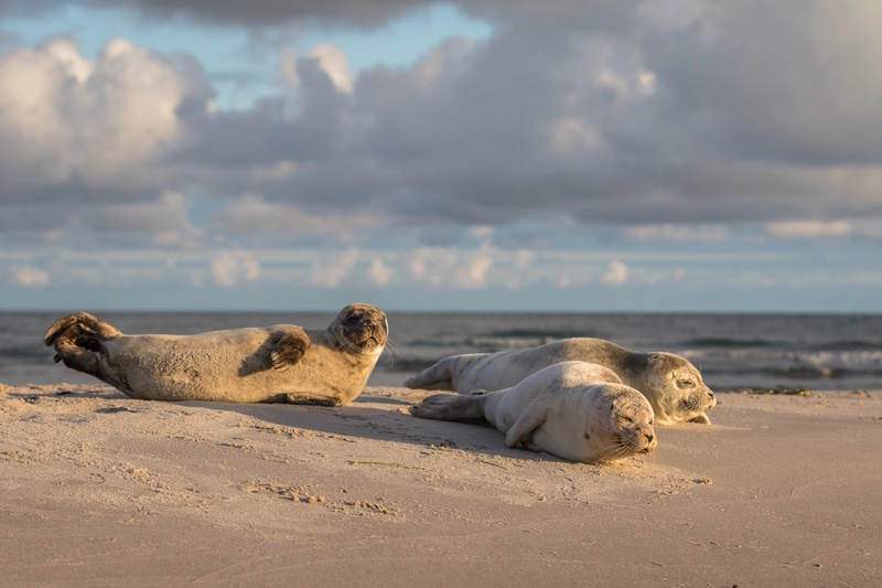 Ribe zeehonden Waddenzee