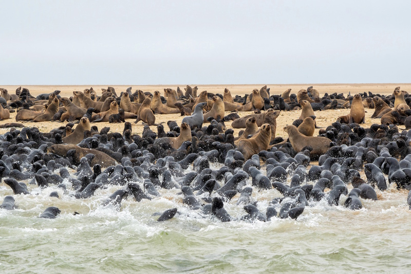 Pelican Point in Namibia