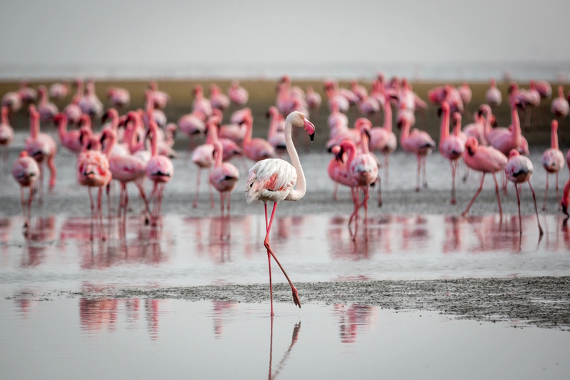 Swakopmund Walvisbaai flamingo's