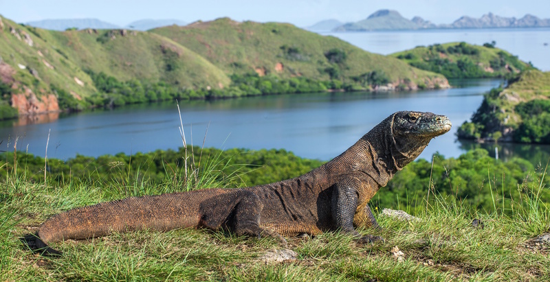 Flores Komodo National Park