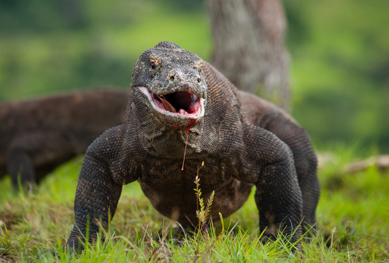 Flores komodovaraan