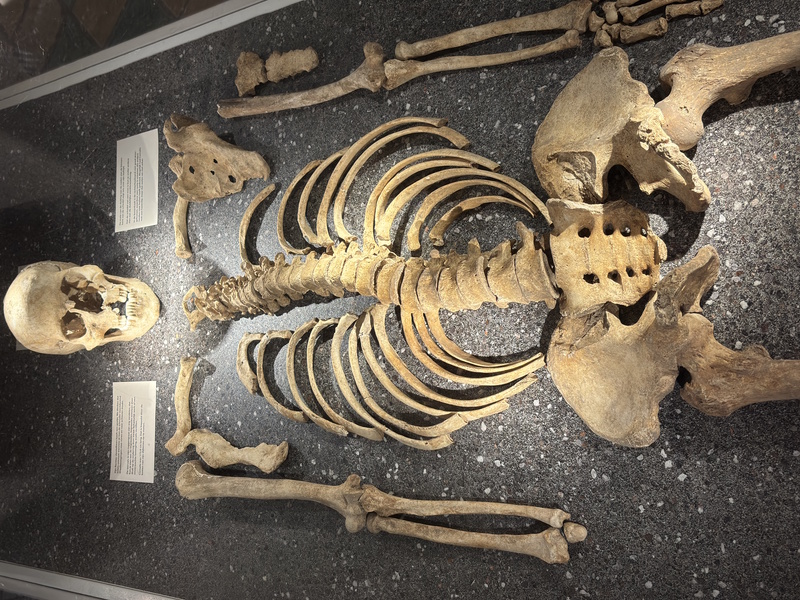 Skelet Archeologisch Museum Haarlem