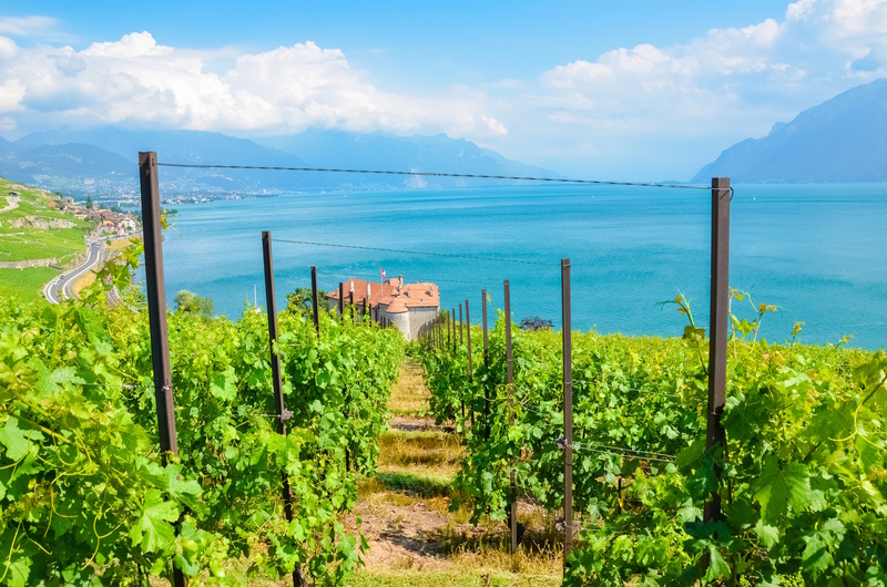 Montreux Lavaux wijngaarden
