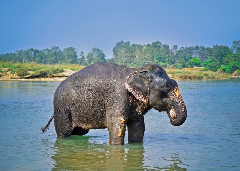 Nepal Chitwan olifant