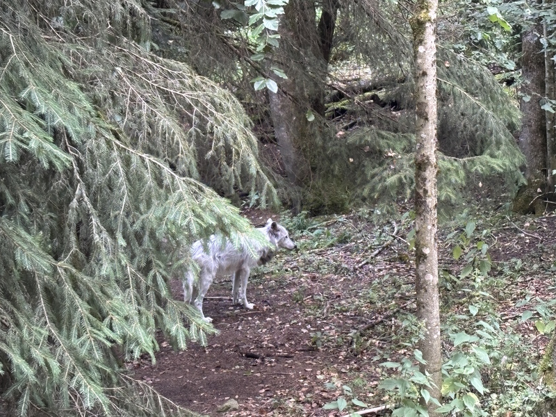 Ariège wolvenpark
