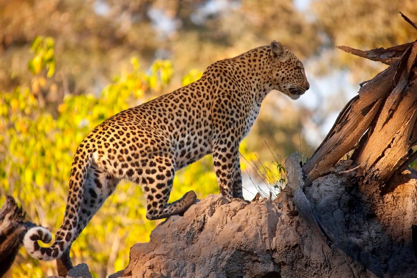 Botswana vakantie