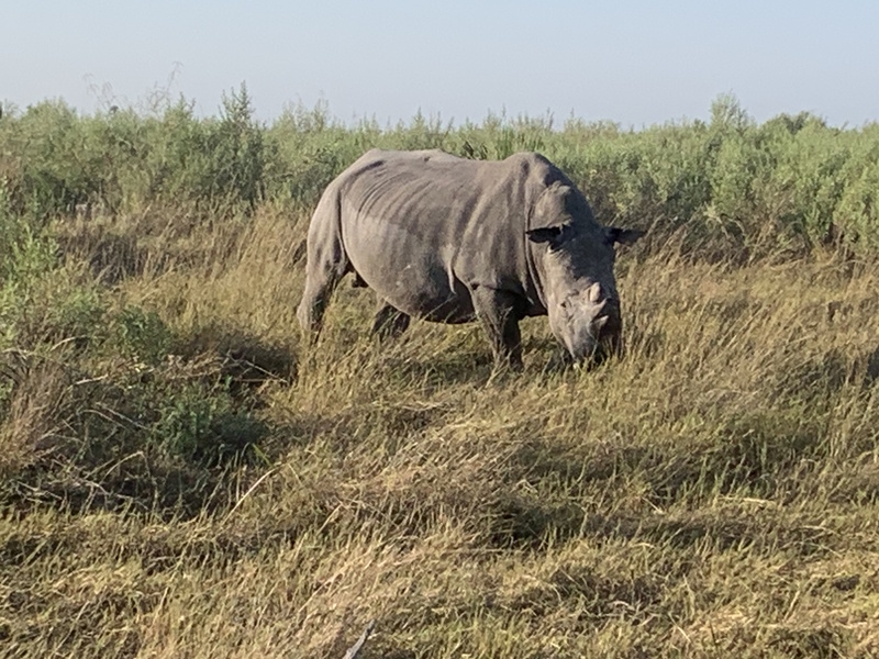 Botswana witte neushoorn