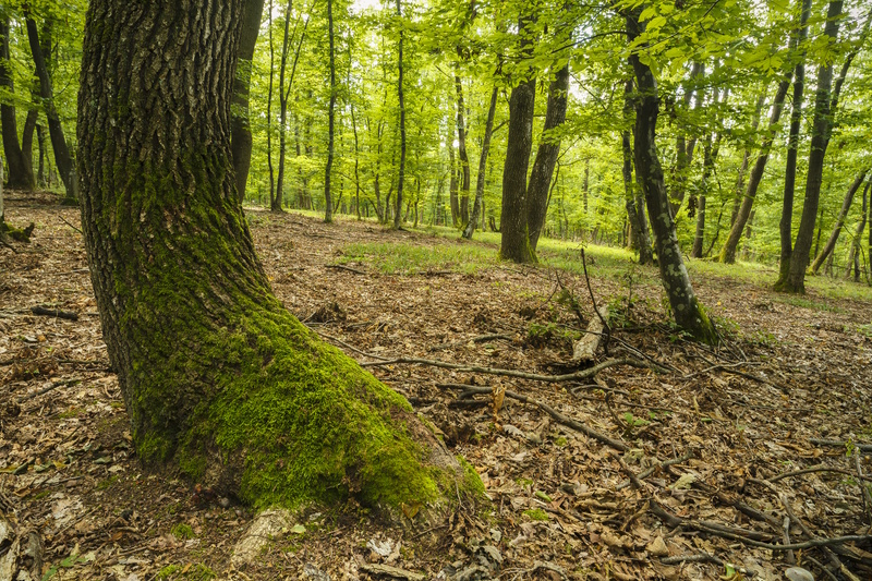 Cluj Napoca mysterieus bos