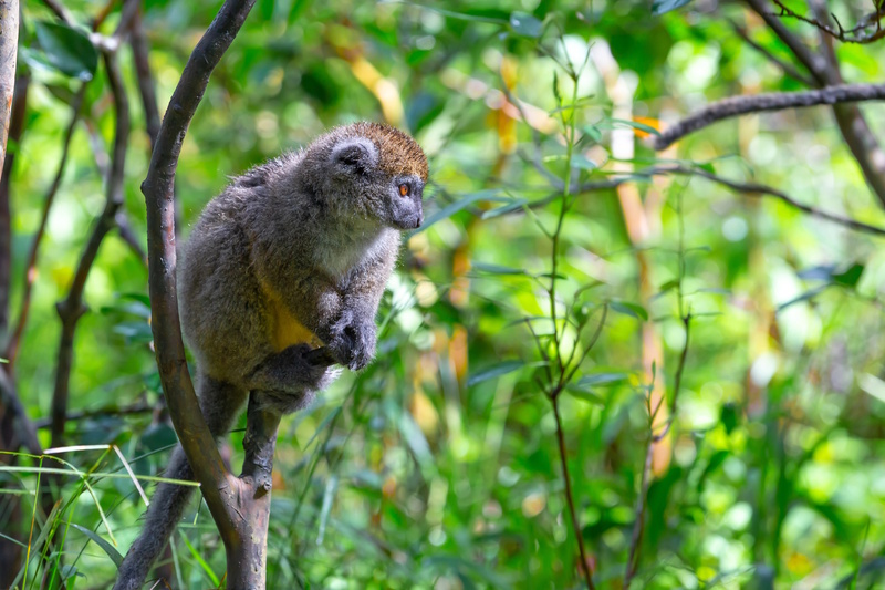Madagascar Mantadia National Park