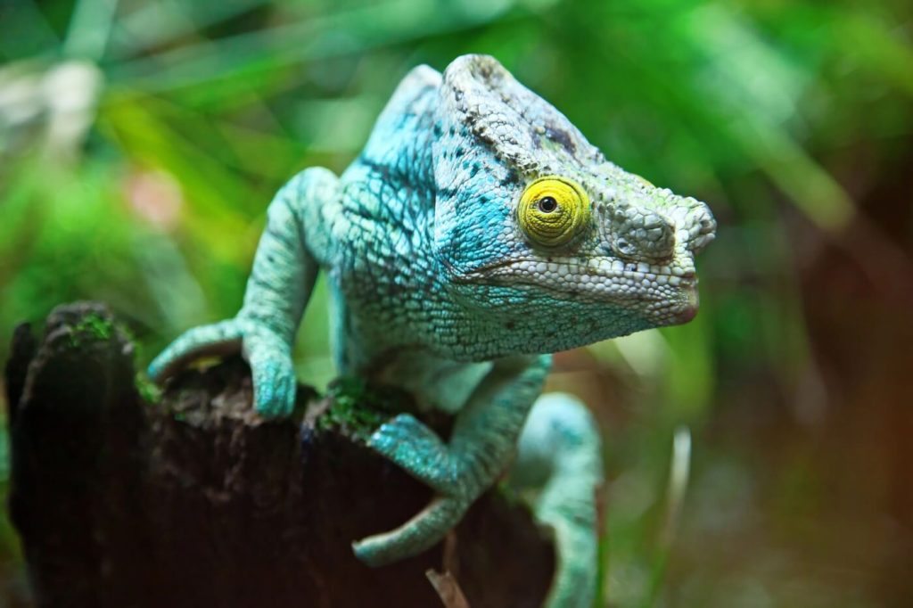 Madagascar vakantie