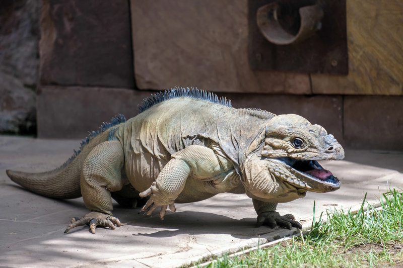 Marbella Bioparc