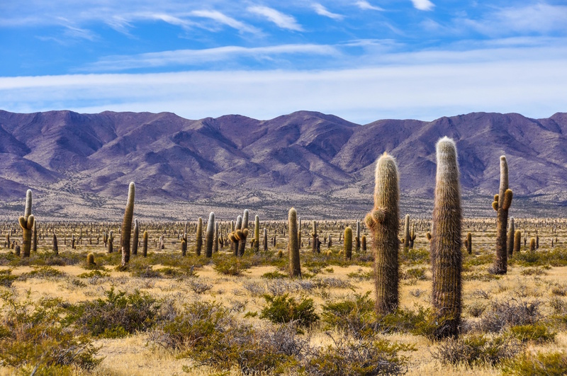 Salta Los Cardones Nationaal Park