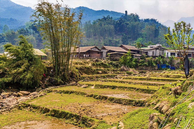 Sapa Muong Hoa Vallei rijstterrassen