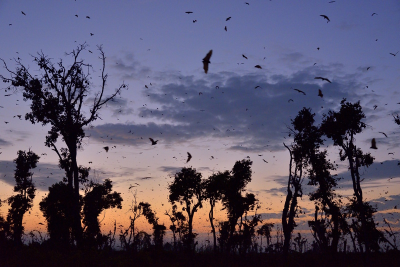 Zambia Kasanka National Park