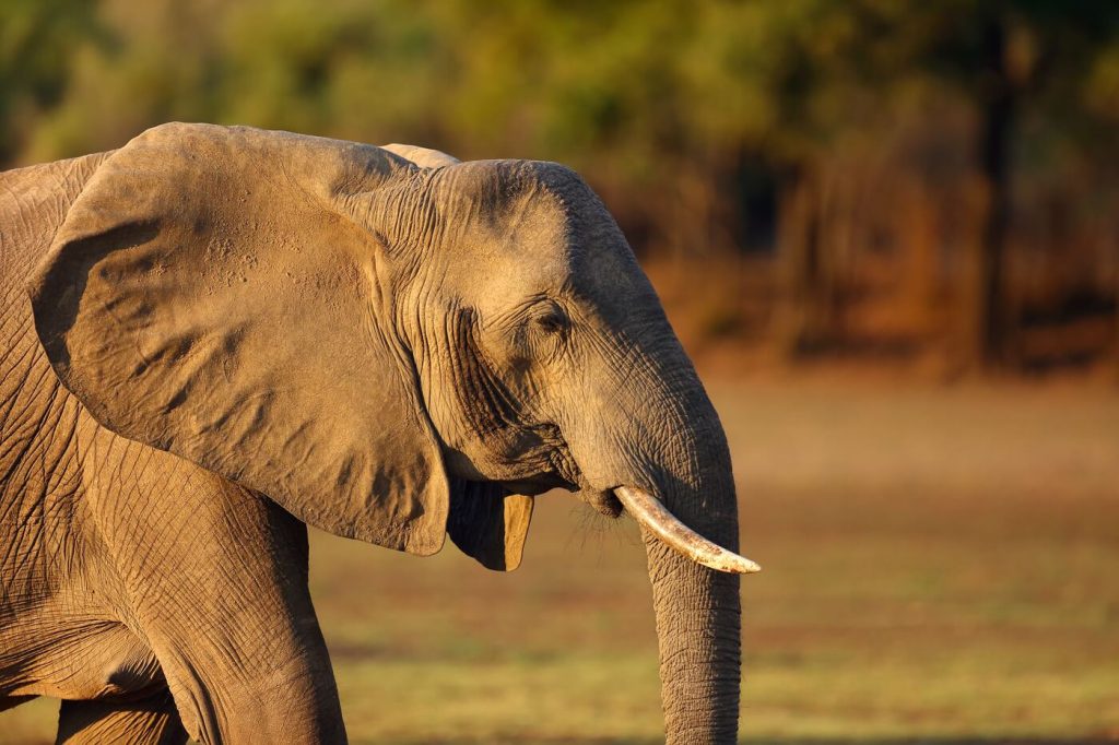 Zambia reisorganisaties