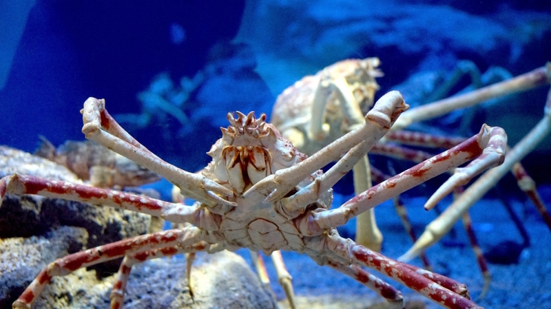 Blankenberge aquarium