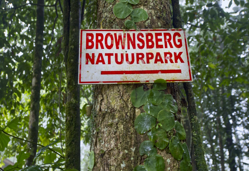 Suriname Brownsberg