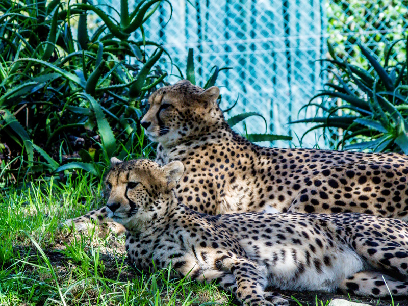 Auckland dierentuin