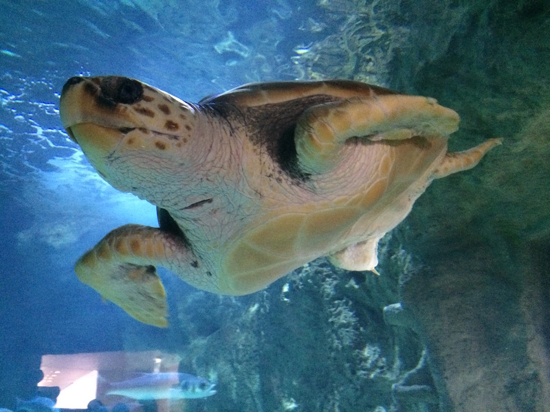 Biarritz Aquarium schildpad