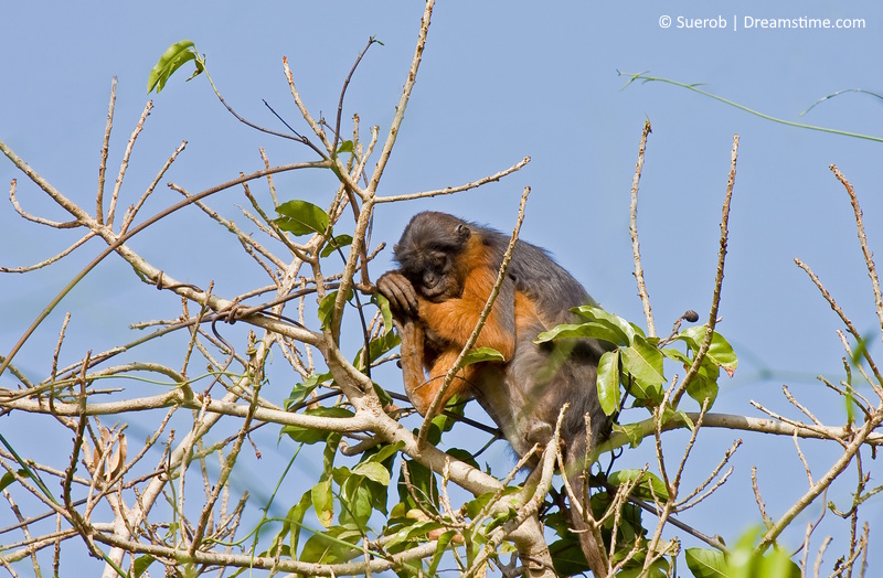 Gambia Abuko natuurreservaat
