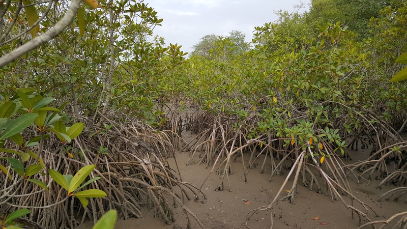 Gambia Kiang West National Park