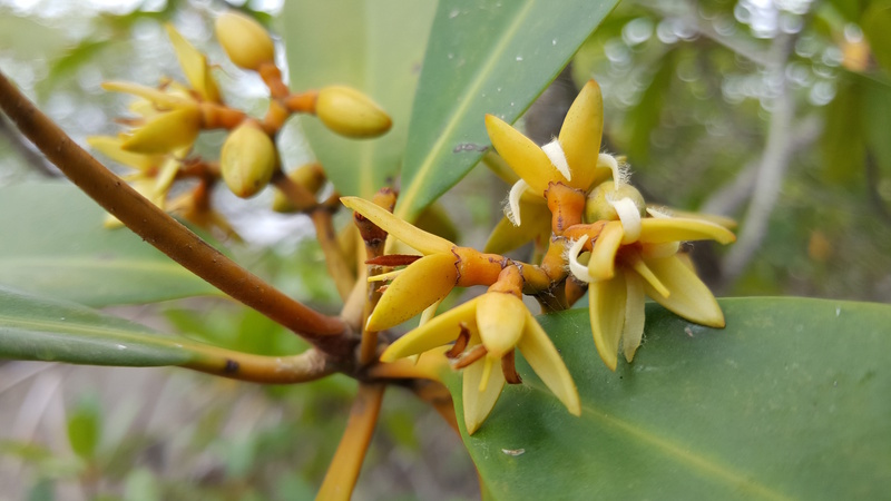 Gambia mangrovebloemen