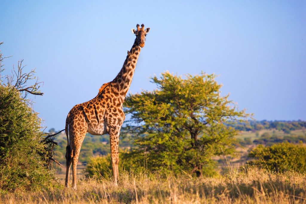 Tanzania vakantie